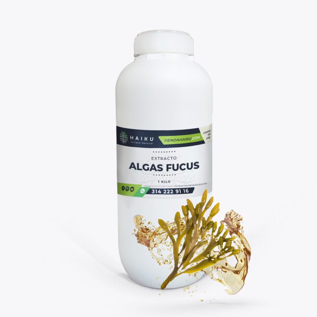 ALGAS-FOCUS-EXTRACTO